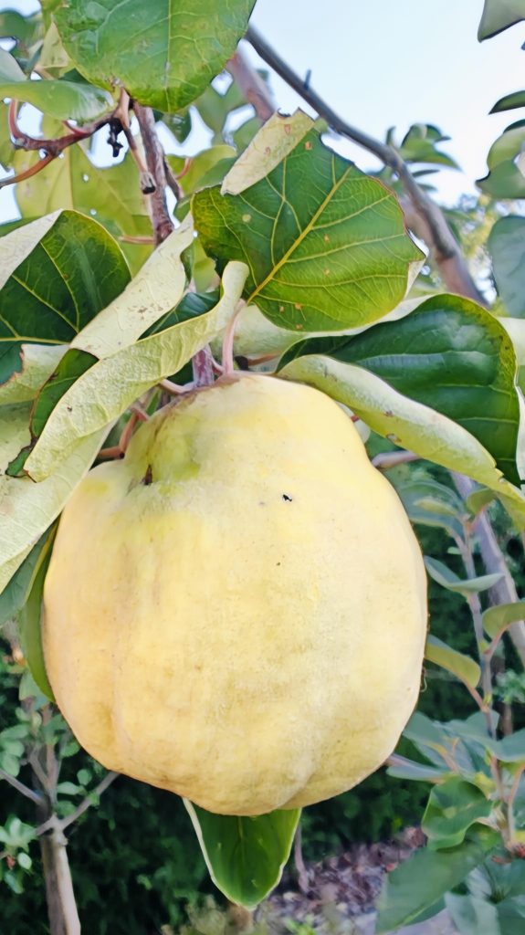 Gele kweepeer tussen groene bladeren aan de boom