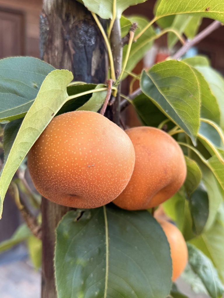 Goudbruin fruit aan een tak tussen groene bladeren