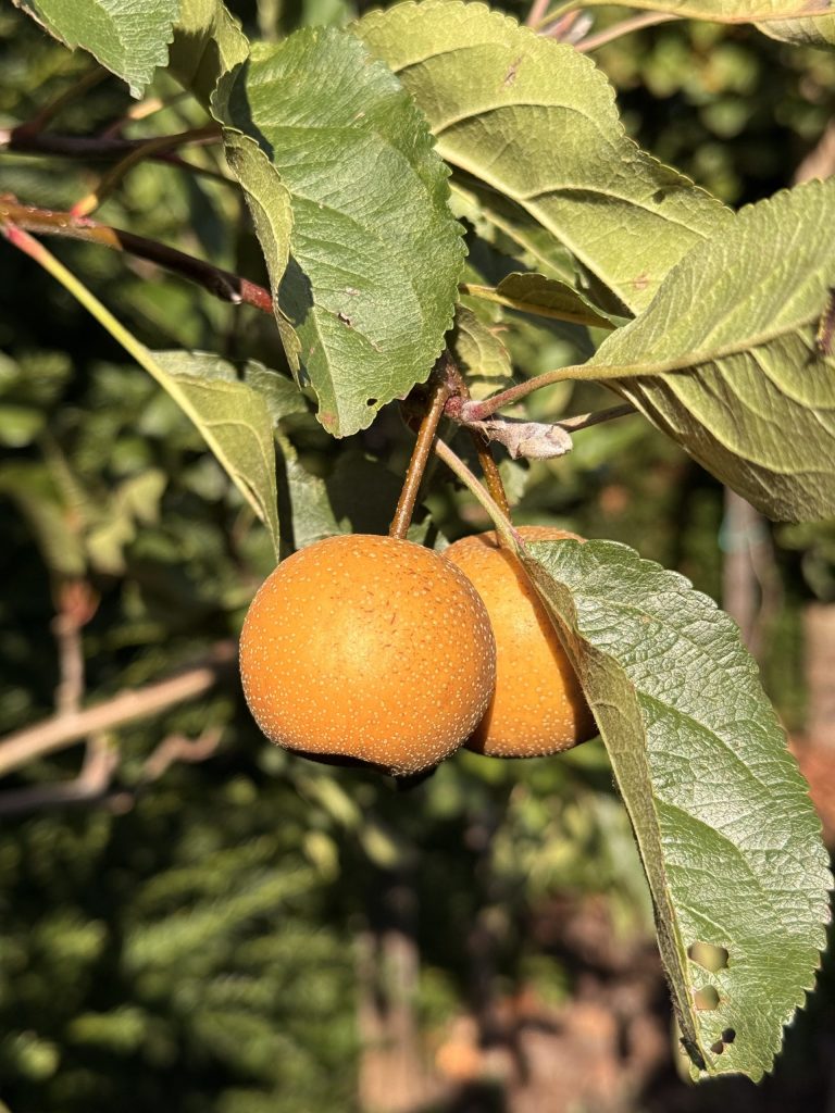 Rijp goudbruin fruit aan de boom in het zonlicht