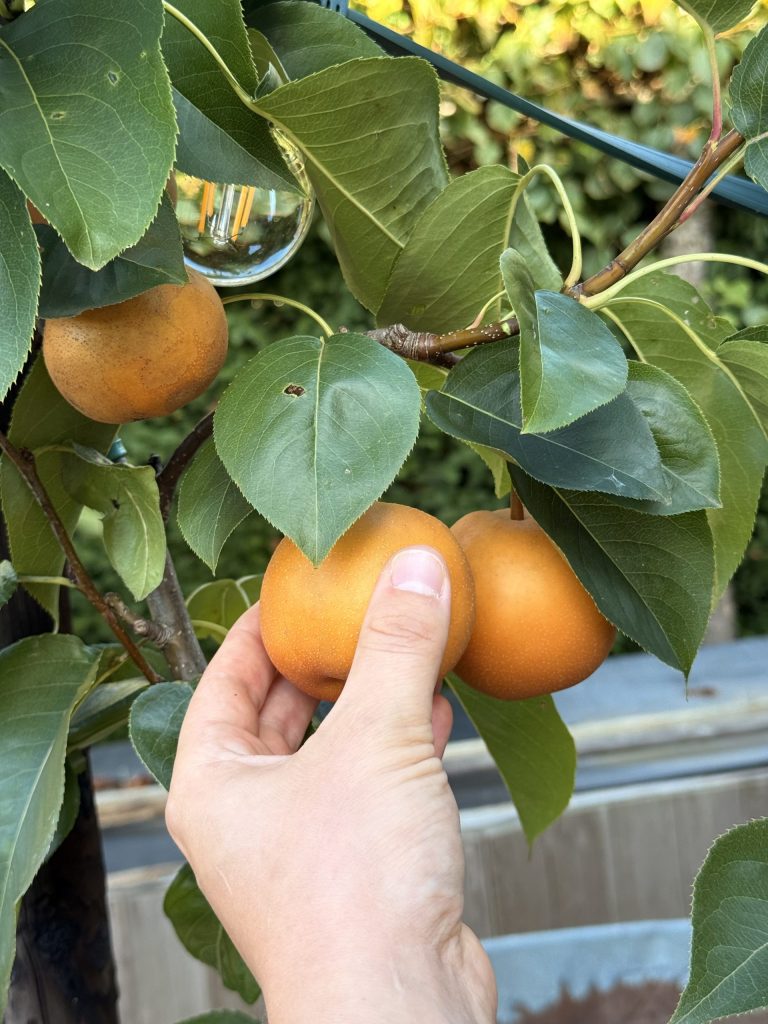 Fruit wordt met de hand van een tak geplukt